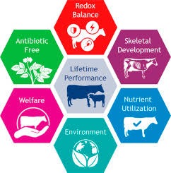 BOOSTING IMMUNITY IN RUMINANTS: THE FOUNDATION OF HEALTHY AND PROFITABLE PRODUCTION